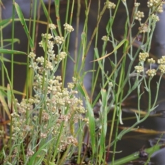 Pseudognaphalium luteoalbum (Jersey Cudweed) at Wodonga, VIC - 5 Nov 2022 by KylieWaldon