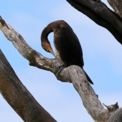 Phalacrocorax carbo (Great Cormorant) at Wodonga, VIC - 5 Nov 2022 by KylieWaldon