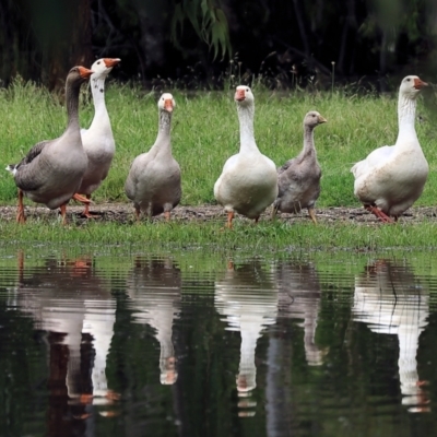 Anser anser (Greylag Goose (Domestic type)) at Wodonga, VIC - 5 Nov 2022 by KylieWaldon