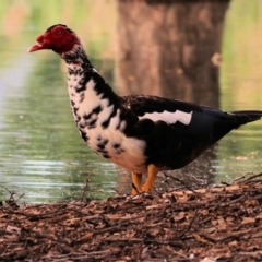 Cairina moschata (Muscovy Duck (Domestic Type)) at Wodonga, VIC - 4 Nov 2022 by KylieWaldon