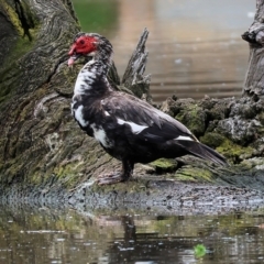 Cairina moschata at Wodonga, VIC - 5 Nov 2022 09:37 AM