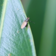 Lauxaniidae (family) (Unidentified lauxaniid fly) at Wodonga, VIC - 5 Nov 2022 by KylieWaldon