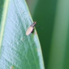 Lauxaniidae (family) (Unidentified lauxaniid fly) at Wodonga, VIC - 4 Nov 2022 by KylieWaldon