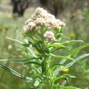 Cassinia aculeata subsp. aculeata at Hawker, ACT - 5 Nov 2022 02:16 PM