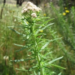 Cassinia aculeata subsp. aculeata at Hawker, ACT - 5 Nov 2022 02:16 PM