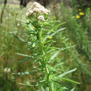 Cassinia aculeata subsp. aculeata at Hawker, ACT - 5 Nov 2022 02:16 PM