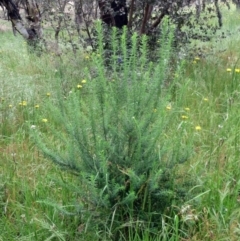 Cassinia aculeata subsp. aculeata at Hawker, ACT - 5 Nov 2022