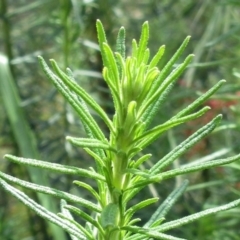 Cassinia aculeata subsp. aculeata at Hawker, ACT - 5 Nov 2022 02:16 PM