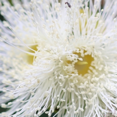 Corymbia sp. (A Bloodgum) at Wodonga, VIC - 5 Nov 2022 by KylieWaldon