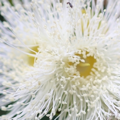 Corymbia sp. at Wodonga, VIC - 5 Nov 2022 by KylieWaldon