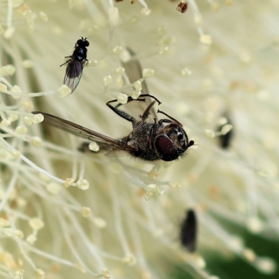 Unidentified Robber fly (Asilidae) at Belvoir Park - 4 Nov 2022 by KylieWaldon