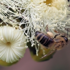 Apis mellifera (European honey bee) at Wodonga, VIC - 5 Nov 2022 by KylieWaldon