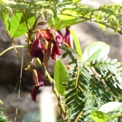 Kennedia rubicunda (Dusky Coral Pea) at Wollondilly Local Government Area - 1 Nov 2022 by Curiosity