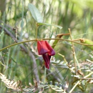 Kennedia rubicunda at Thirlmere, NSW - 2 Nov 2022 09:25 AM