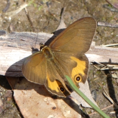 Hypocysta metirius (Brown Ringlet) at Thirlmere, NSW - 2 Nov 2022 by Curiosity