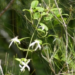 Clematis aristata (Mountain Clematis) at Thirlmere, NSW - 1 Nov 2022 by Curiosity