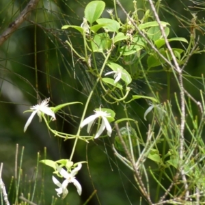 Clematis aristata at Thirlmere, NSW - 2 Nov 2022 10:38 AM