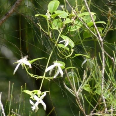 Clematis aristata (Mountain Clematis) at Wollondilly Local Government Area - 1 Nov 2022 by Curiosity