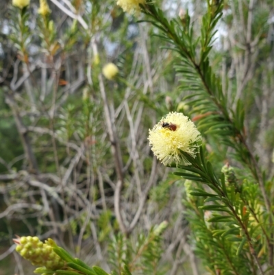 Exoneura sp. (genus) (A reed bee) at QPRC LGA - 5 Nov 2022 by LyndalT