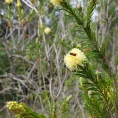 Exoneura sp. (genus) (A reed bee) at Greenleigh, NSW - 5 Nov 2022 by LyndalT