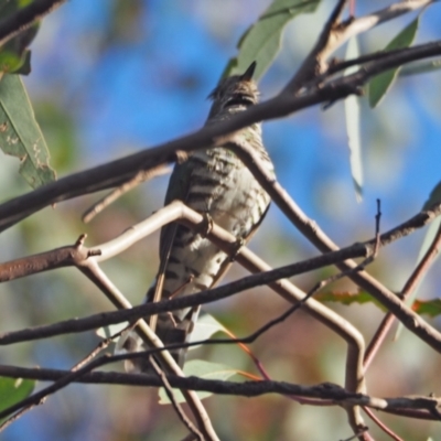 Chrysococcyx lucidus (Shining Bronze-Cuckoo) at Coree, ACT - 6 Nov 2022 by wombey