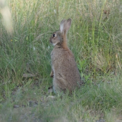 Oryctolagus cuniculus (European Rabbit) at Coree, ACT - 5 Nov 2022 by wombey