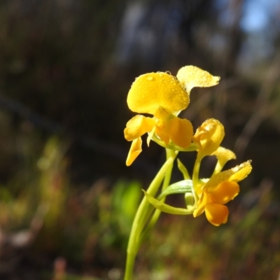 Diuris aequalis (Buttercup Doubletail) at Mulloon, NSW - 5 Nov 2022 by Liam.m
