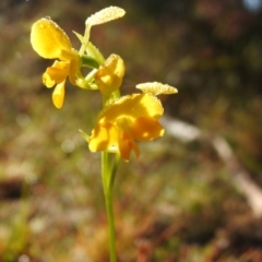 Diuris aequalis at suppressed - 6 Nov 2022