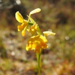 Diuris aequalis at suppressed - suppressed