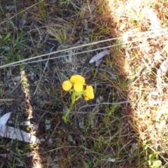 Diuris aequalis at suppressed - 6 Nov 2022