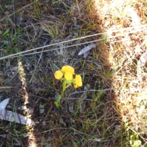 Diuris aequalis at suppressed - 6 Nov 2022