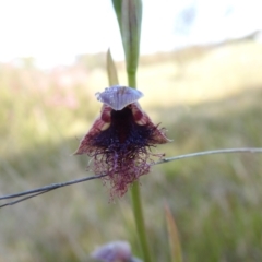 Calochilus platychilus (Purple Beard Orchid) at Mulloon, NSW - 5 Nov 2022 by Liam.m