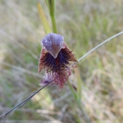 Calochilus platychilus at Mulloon, NSW - 6 Nov 2022