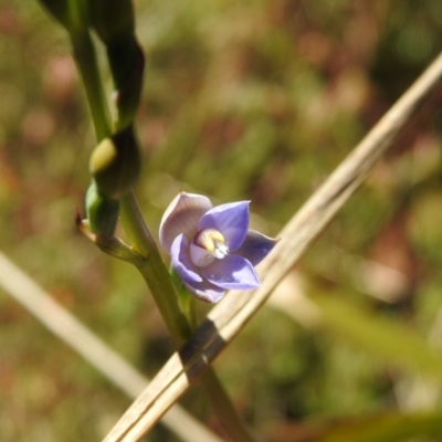 Thelymitra peniculata (Blue Star Sun-orchid) at QPRC LGA - 5 Nov 2022 by Liam.m