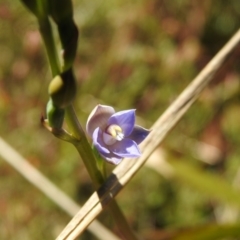 Thelymitra peniculata (Blue Star Sun-orchid) at Mulloon, NSW - 5 Nov 2022 by Liam.m