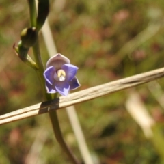 Thelymitra peniculata at Mulloon, NSW - 6 Nov 2022