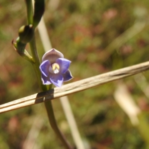 Thelymitra peniculata at Mulloon, NSW - suppressed