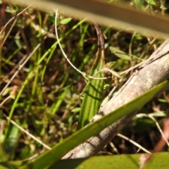 Thelymitra peniculata at Mulloon, NSW - suppressed