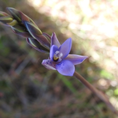 Thelymitra simulata (Graceful Sun-orchid) at QPRC LGA - 5 Nov 2022 by Liam.m