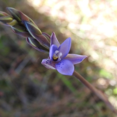 Thelymitra simulata (Graceful Sun-orchid) at Mulloon, NSW - 6 Nov 2022 by Liam.m