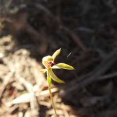 Caladenia transitoria (Green Caps) at Mulloon, NSW - 6 Nov 2022 by Liam.m