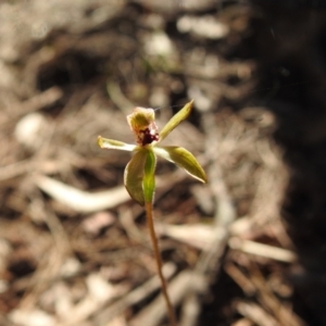 Caladenia transitoria at Mulloon, NSW - 6 Nov 2022