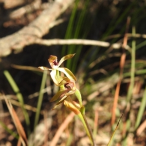 Caladenia transitoria at Mulloon, NSW - 6 Nov 2022