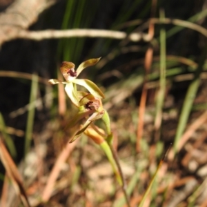 Caladenia transitoria at Mulloon, NSW - 6 Nov 2022