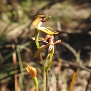 Caladenia transitoria at Mulloon, NSW - 6 Nov 2022