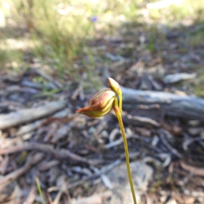 Caleana major (Large Duck Orchid) at Mulloon, NSW - 6 Nov 2022 by Liam.m