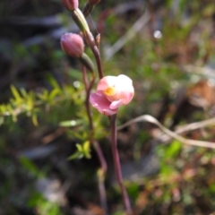 Thelymitra carnea (Tiny Sun Orchid) at Scott Nature Reserve - 5 Nov 2022 by Liam.m