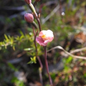 Thelymitra carnea at Mulloon, NSW - suppressed