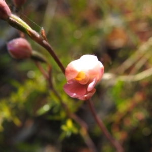 Thelymitra carnea at Mulloon, NSW - suppressed