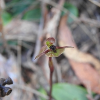 Chiloglottis trapeziformis (Diamond Ant Orchid) at QPRC LGA - 5 Nov 2022 by Liam.m